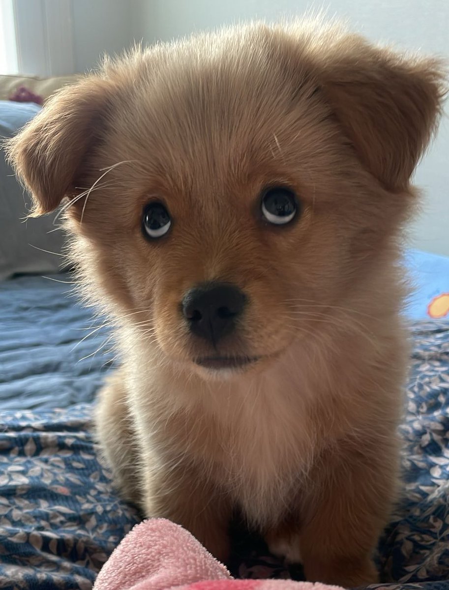 강하띠가 마니컷네요…
그리고
조금 
컷다고
눈을 똥그랗게뜨고
쳐다보내요 
지도컷다이거지