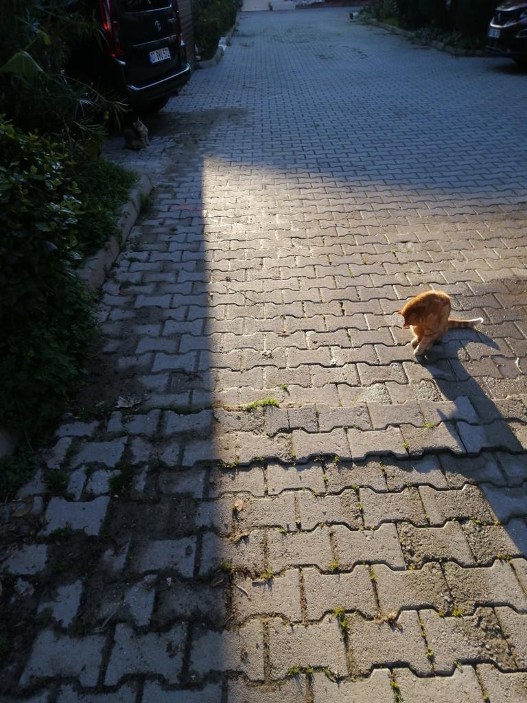 Merhaba gunaydın sabah şekerleri sitemizin kedileri kapımın önünde bekleşiyorlar sabah mamalarını verdim akşam yemeğinde gorusmek uzere akşamda yolumu beklerler