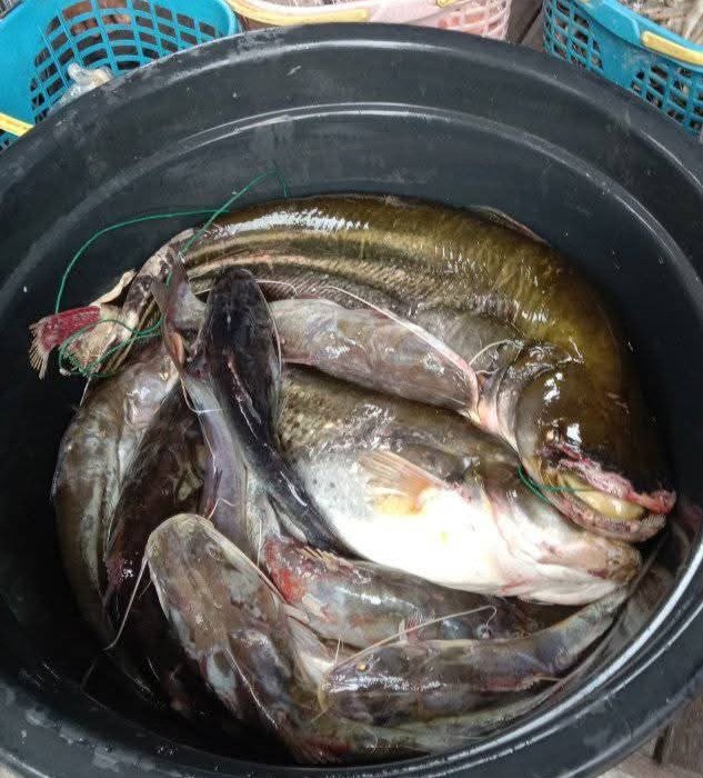 Winaecha1's tweet photo. Jumat(24/1/25), Winara Yani Luhkan Kab. Kapuas bersama Bp. Dian Ds. Timpah, Kec.Timpah melaporkan hasil tangkapan ikan Tapah 5 kg hrg jual 50 rb /kg, ikan baung 1 kg hrg jual 40 rb/kg dg alat tangkap perangkap/kalang
#GiatLuhkanSatminkalGONDOL  #Kapuas #Tangkap https://t.co/d6oB59GSXv