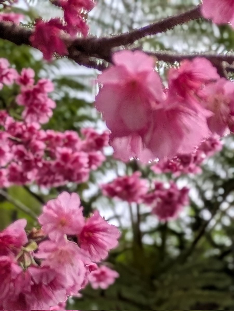 hello_okinawa__'s tweet photo. 花見が待ち遠しい皆様こんにちは🌸
今年の1番桜は河津でもなく
いつもの沖縄県でした
本部八重岳 四部咲でした🌸🌸🌸🌸
#桜まつり
#緋寒桜
#桜開花情報
#お花見
#桜
#hellookinawa https://t.co/He3mHJfA9t
