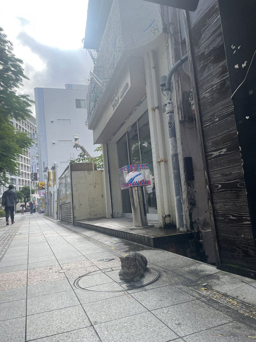 urikurage's tweet photo. 買い出し行ったり、うろうろしてると道端に猫が落ちてるこの街が好き https://t.co/Qj512HpsY7