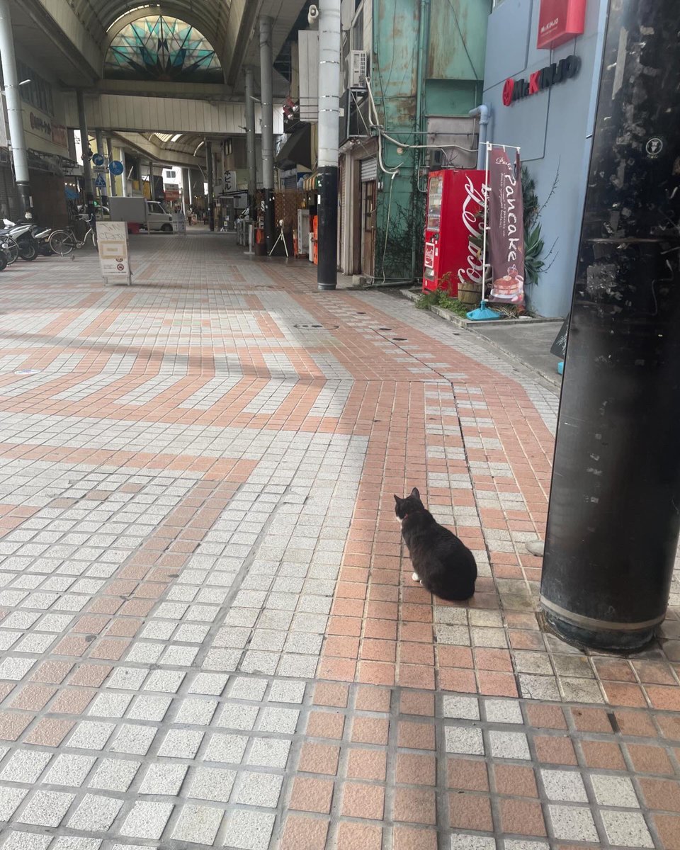 urikurage's tweet photo. 買い出し行ったり、うろうろしてると道端に猫が落ちてるこの街が好き https://t.co/Qj512HpsY7