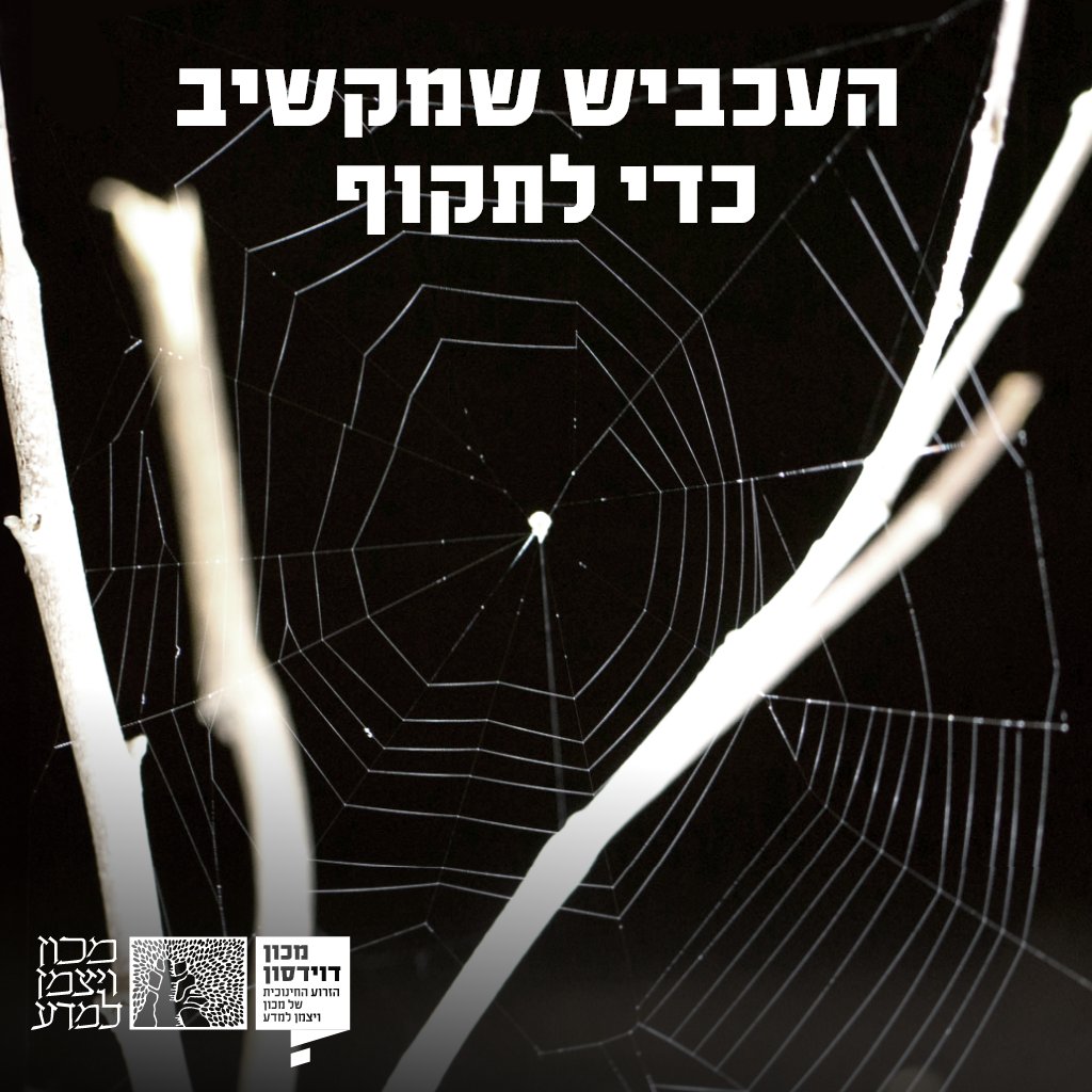 DavidsonOnline's tweet image. עכביש הקלע, שנוהג לשגר את רשתו להצליף בטרפו, מזהה חרקים מעופפים לפי הרטיטות שמפעיל זמזום כנפיהם >>> bit.ly/3WrSReU
מאת: מיכאלה צינקין
📸 רשת של עכביש קלע | מתוך המאמר Han SI and Blackledge TI., 2024