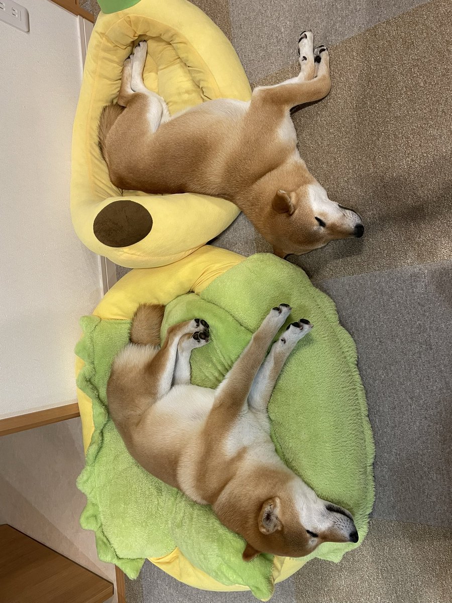 シンクロリンパン🍞🎀

 #柴犬大好き #柴犬がいる暮らし　#柴犬 #柴犬のいる幸せ #柴犬のいる生活　#柴との暮らし  #柴犬との暮らし #リンパン　
#柴犬が好きすぎるで使っていいよ