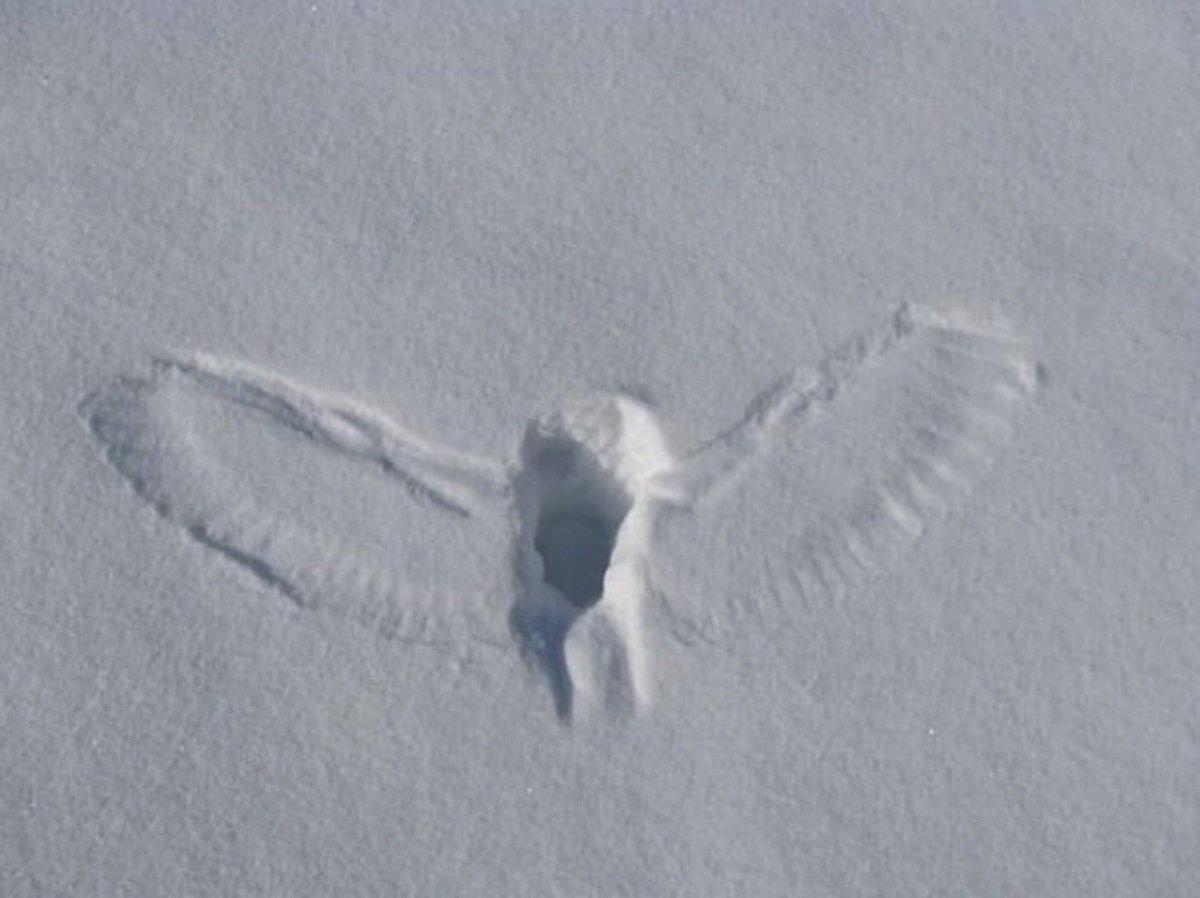 AngelsWhisperr's tweet photo. Owls create snow angel imprints while hunting in winter when they swoop down to catch mice or squirrels. https://t.co/lqDO44uBSg