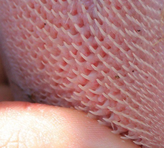 AMAZlNGNATURE's tweet image. A lion's tongue is rougher than coarse sandpaper. Its lingual spines or papillae make the tongue so rough that if a lion licked the back of your hand only a few times, you would be left without any skin.