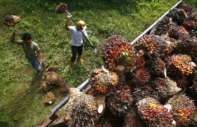 AshrafMhd's tweet photo. PENDEKATAN SOSIALIS DALAM DEMOKRASI MALAYSIA

FELDA mengambil konsep pertanian kelompok di Soviet Union dan China. Cuma di negara komunis, tanah dan hasil adalah milik negara, manakala di Malaysia, tanah dan hasilnya dikongsi hak milik antara peneroka dan kerajaan. 1/3 https://t.co/3rmmeaxvAY