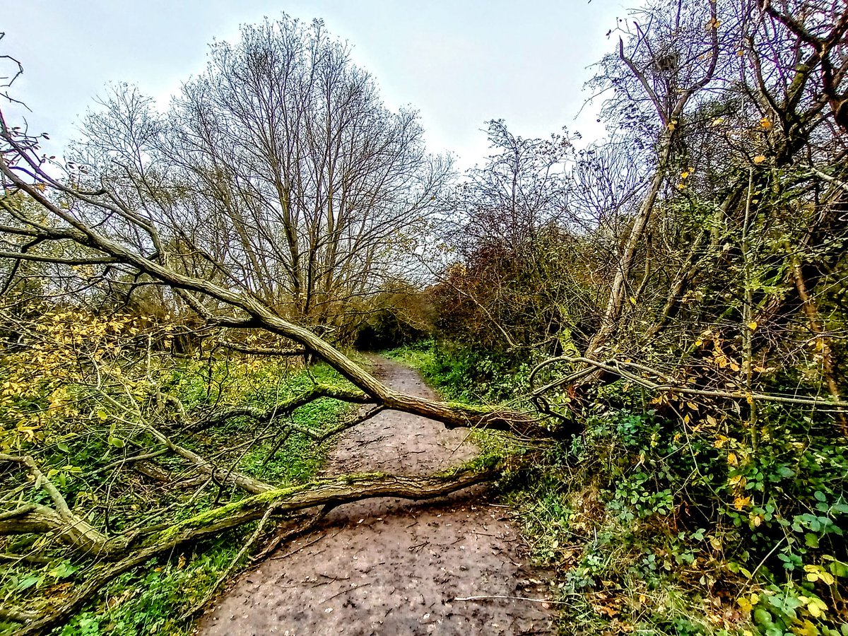⚠️ Amber weather warning - western and central sections
Risk of falling trees and debris across the whole Trail from Storm Eowyn. 
Assess safety before venturing out. Report fallen trees and damage and stay safe! 

📷 Stephen Dennis #strongwinds #stormeowyn