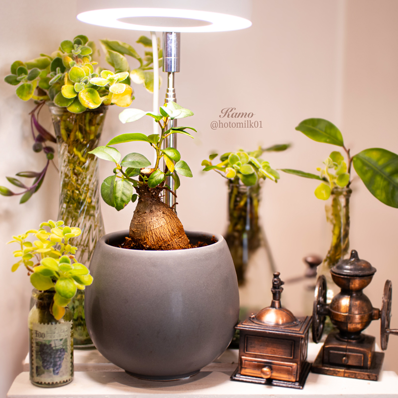 植物好き - Search / X