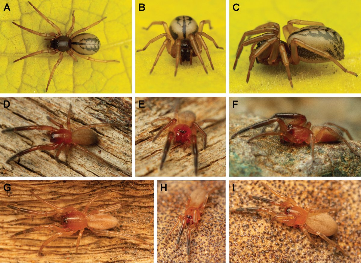 African Invertebrates tweet media