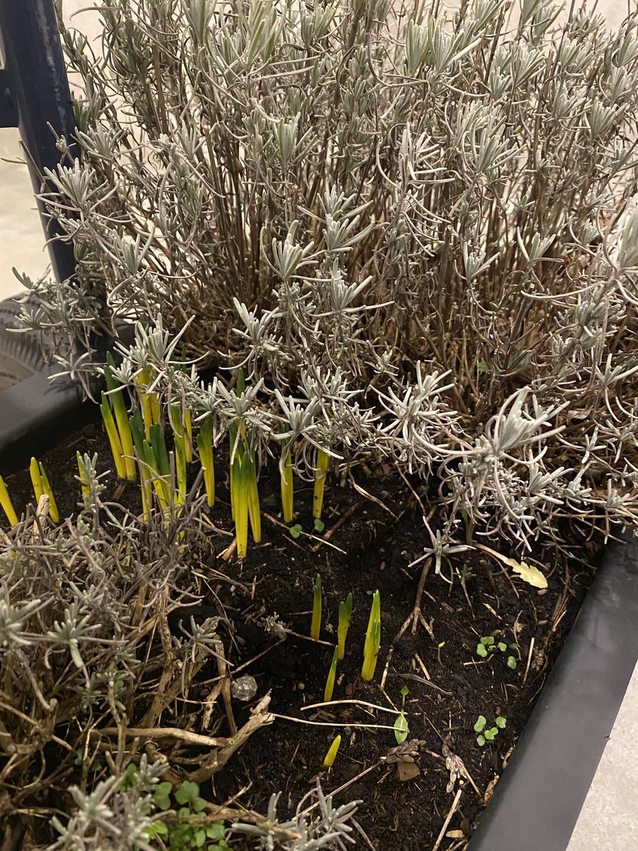 RichardBroch's tweet photo. @Life_s_about Uitgebloeide bollen van binnen niet weg gooien maar buiten planten! Word elk voorjaar mooier 😋 https://t.co/Fw2aXhQsk0