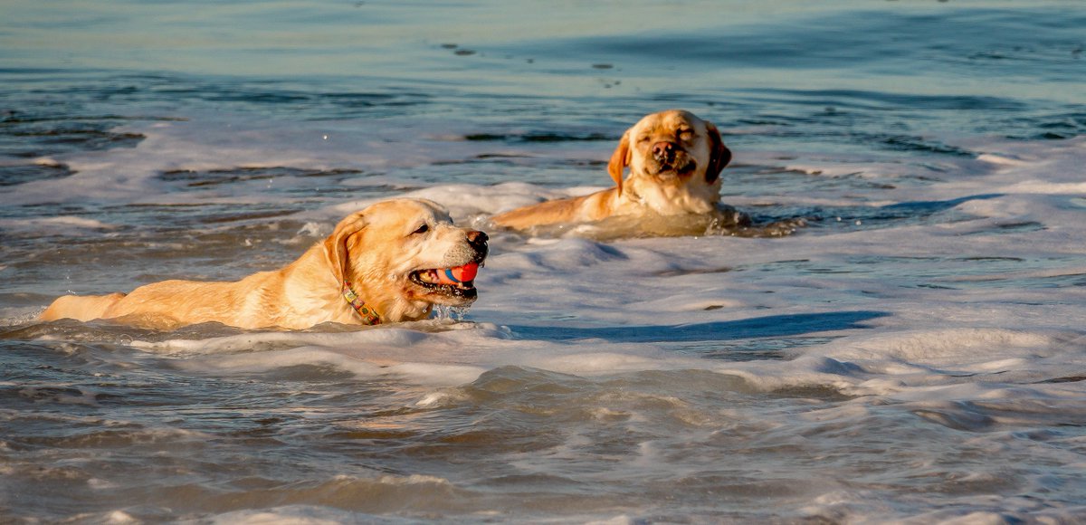 Deborahj_Powell's tweet photo. @DailyPicTheme2 Thai and Jaffa in their blissful place https://t.co/TvOiQzfVS4