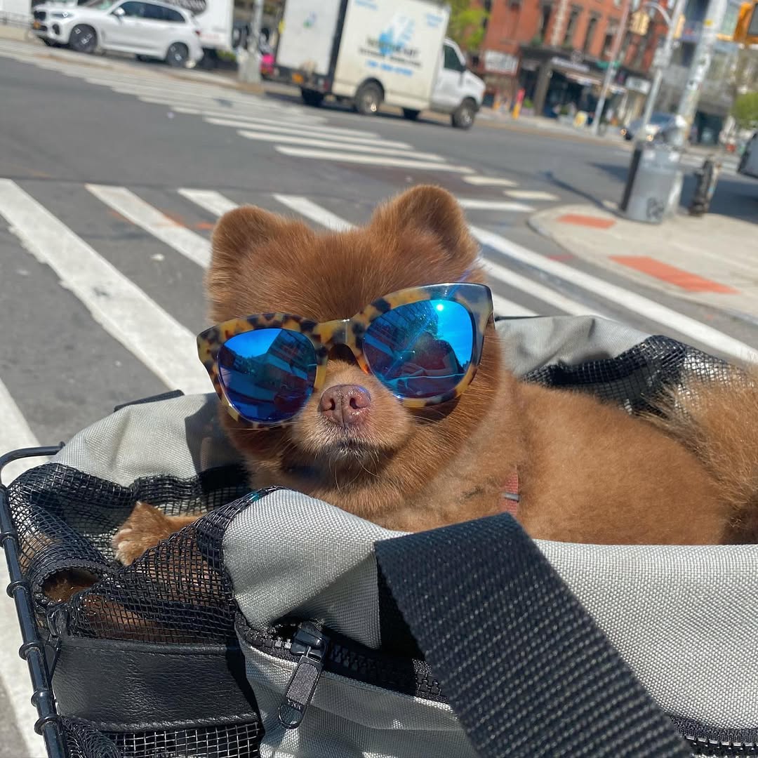 WOOFmornin! 🐶

$BERT's coolness is trending!