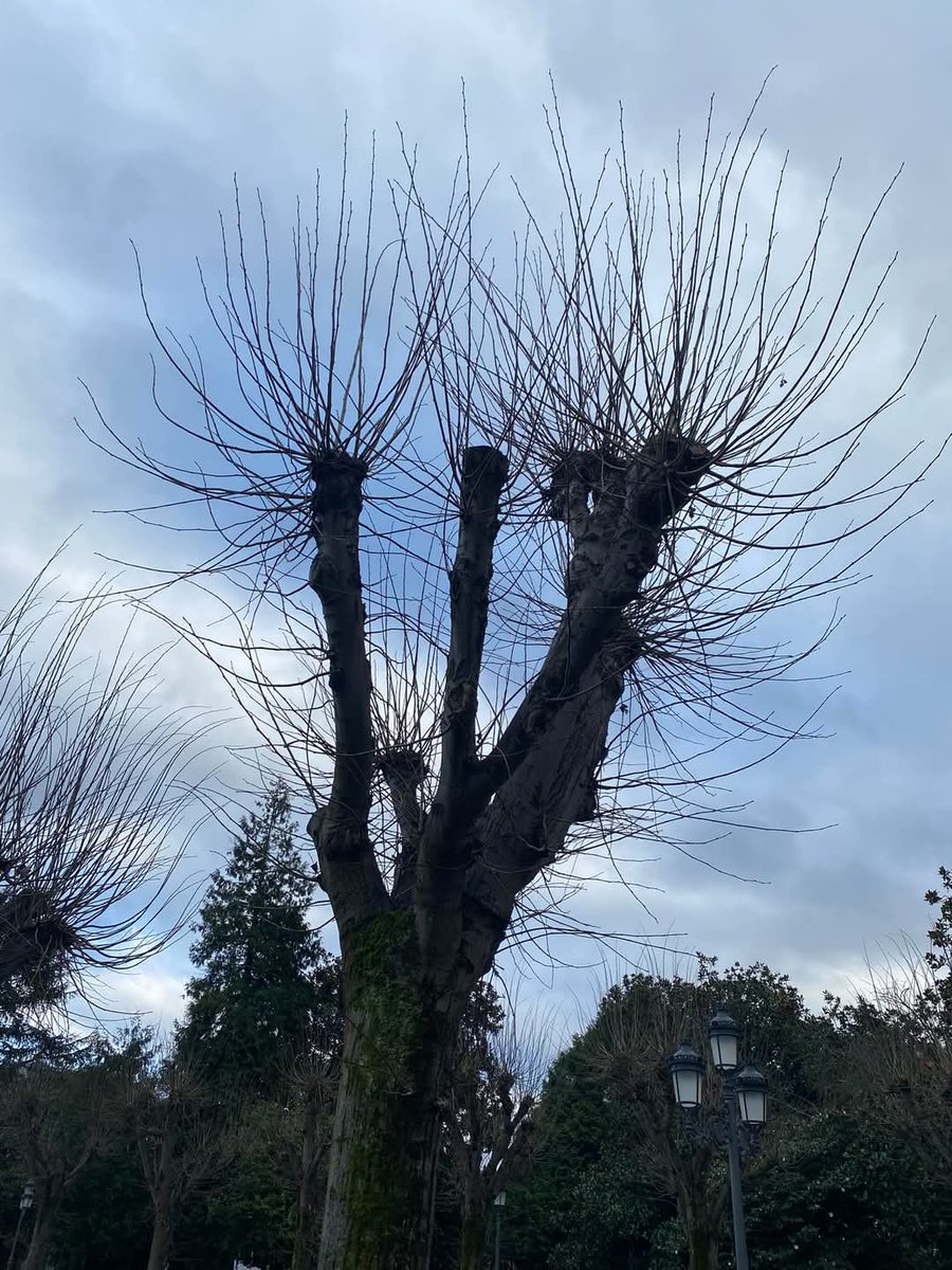 Llegamos al viernes poniendo voz a la queja vecinal por las graves deficiencias en la poda de un buen número de árboles en el entorno urbano, pese a que el Ayuntamiento contrató los servicios de una empresa externa para realizar estos trabajos.
Abrimos 🧵