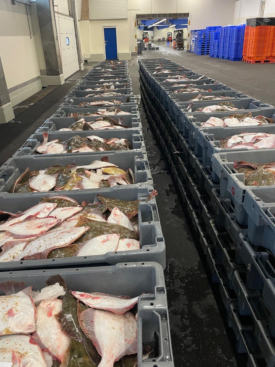 UFAveiling's tweet photo. "Als de bot komt, dan verdwijnt de schol!" 🐟✨
Vandaag hebben we vers gevangen bot binnengehaald bij onze visafslag in Stellendam! De vissers hebben weer topwerk geleverd en de kwaliteit is om van te watertanden. 👌#versgevangen #bot #lokaal # #culinairebeleving # #visspecialist https://t.co/eUpg12IJ9U