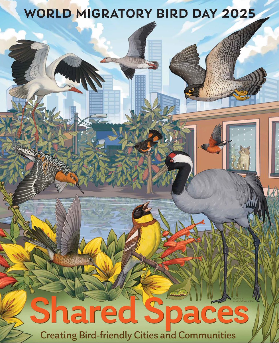 🎉 Here comes the first sneak preview of the 2025 #WorldMigratoryBirdDay campaign poster! 🐦

It captures this year's theme: "Shared Spaces: Creating Bird-friendly Cities and Communities" and features the artwork by Annamaria Savarino Drago from Mexico.

The poster will be made
