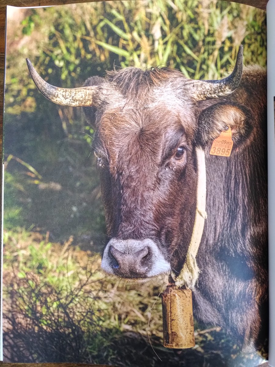 Territori de Vincles tweet media