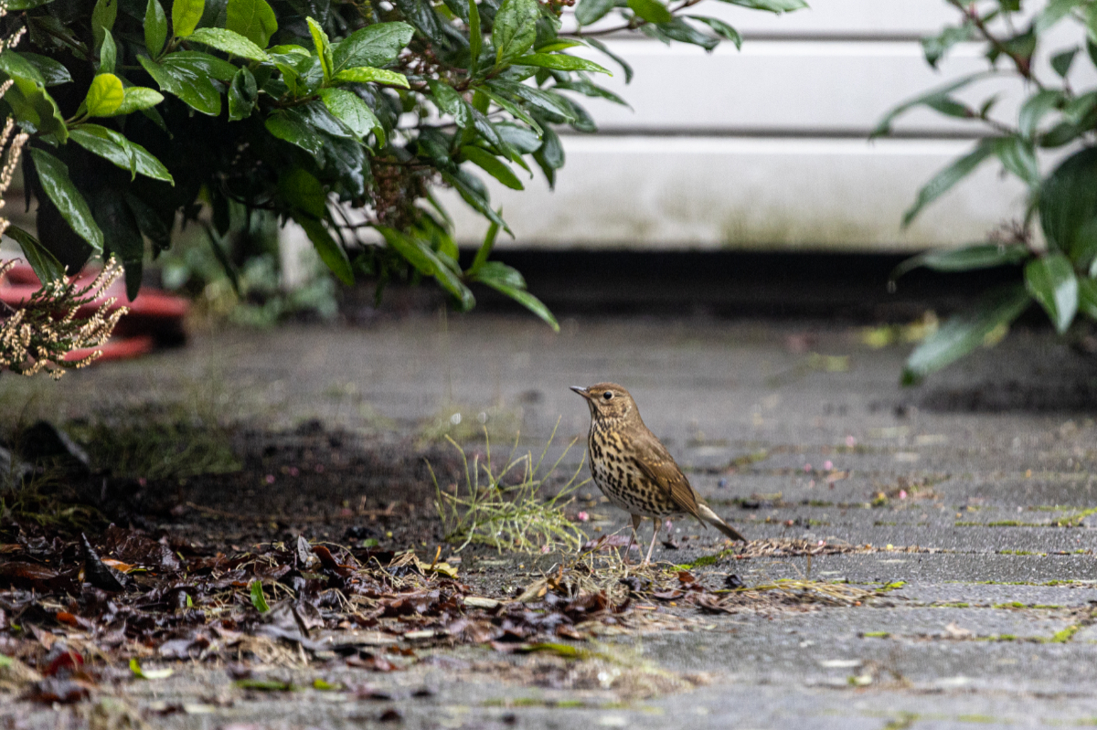 Benieuwd welke vogels in Rotterdamse parken wonen? Dat kan via Luistervink. In het Museumpark, bij de stadboerderijen De Molenwei en De Oedenstee en bij de heemtuin in het Kralingse Bos hangen sinds kort kastjes met een microfoon. Meer over de kastjes: rotterdam.nl/luistervink-he…
