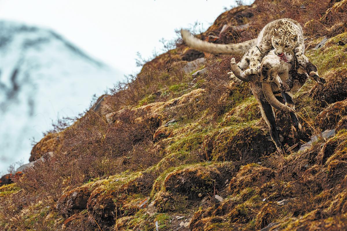 📸❄️ Luo Xiaoyun, hailed as the "best snow leopard photographer in the world", has captured stunning images of these elusive creatures on the Qinghai-Tibet Plateau. His award-winning photos offer a rare glimpse into their lives. Let's take a moment to appreciate his incredible work! 🌿🐾 #GreenChina #WildChina #Biodiversity #NatureLover