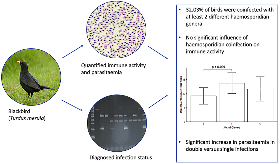 New paper! Out now in <a href="/JnlParasitology/">Parasitology</a> , open access:  doi.org/10.1017/S00311… Paper led by former MBio student Ellie Lebeau - congratulations Ellie!

#ornithology

#wildlifemalaria <a href="/WIMANETscience/">WIMANET</a>