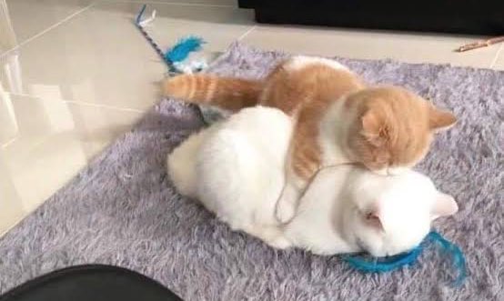 Littlepony210_'s tweet image. ใครทันเห็น รีทวิตติดไว้นะ 😍 แจก 1000฿/2 คน !!

🧧แท็กเรียก 23:00 รงต 10 นาที กำลังใจให้ฟลว 🫰🏻