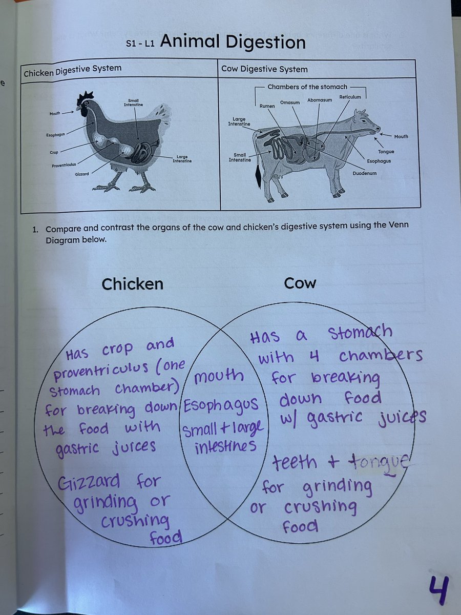Students in Miss B’s 5th grade science class have been learning about body systems! Finding similarities and differences in their digestive and skeletal systems. Today Miss B surprised the classes with a real live chicken that they each got to pet and ask questions about🐓🐔