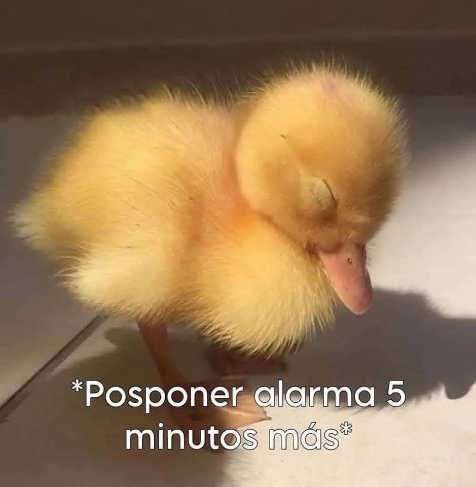 Yo, todas las mañanas: