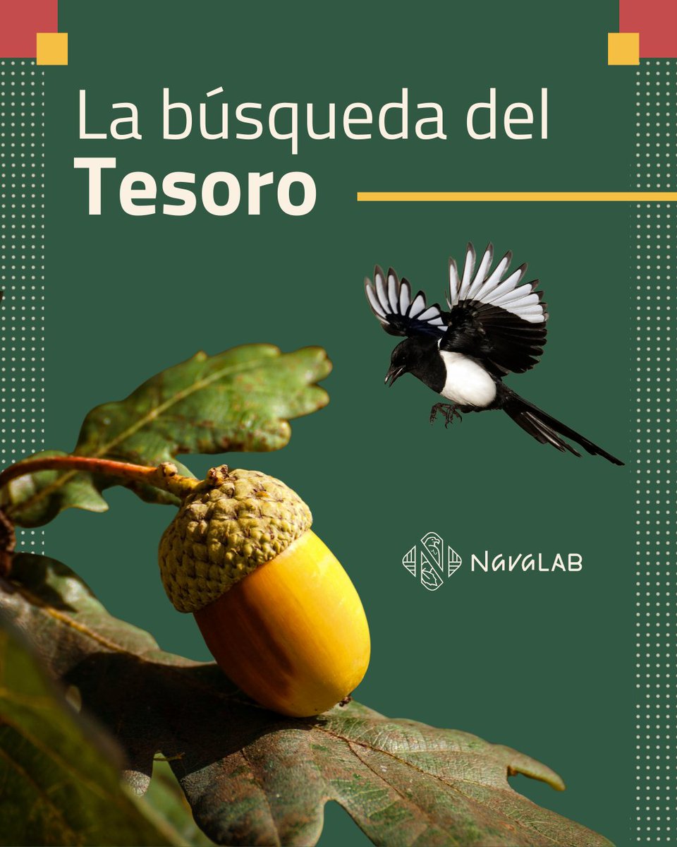 FundacionFire's tweet photo. 🌳 🐦⬛ ¿Sabías que las Urracas juegan un rol clave en la #regeneración de encinares? Al enterrar #bellotas, incentivan la creación de nuevos árboles y restauran #ecosistemas en áreas fragmentadas 🌱🌍.

#NavaLAB #LaboratorioVivo #LivingLAB #Conservación #Ecología https://t.co/H3CI7boubd