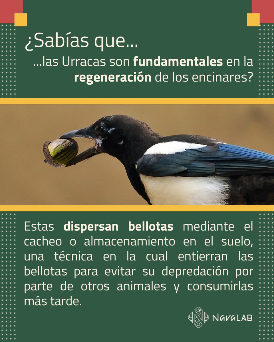FundacionFire's tweet photo. 🌳 🐦⬛ ¿Sabías que las Urracas juegan un rol clave en la #regeneración de encinares? Al enterrar #bellotas, incentivan la creación de nuevos árboles y restauran #ecosistemas en áreas fragmentadas 🌱🌍.

#NavaLAB #LaboratorioVivo #LivingLAB #Conservación #Ecología https://t.co/H3CI7boubd