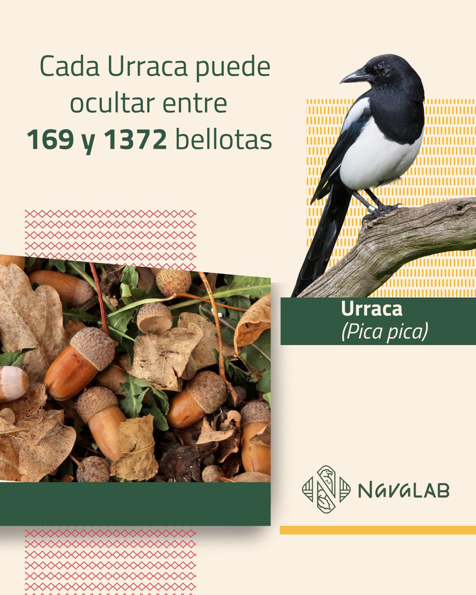 FundacionFire's tweet photo. 🌳 🐦⬛ ¿Sabías que las Urracas juegan un rol clave en la #regeneración de encinares? Al enterrar #bellotas, incentivan la creación de nuevos árboles y restauran #ecosistemas en áreas fragmentadas 🌱🌍.

#NavaLAB #LaboratorioVivo #LivingLAB #Conservación #Ecología https://t.co/H3CI7boubd