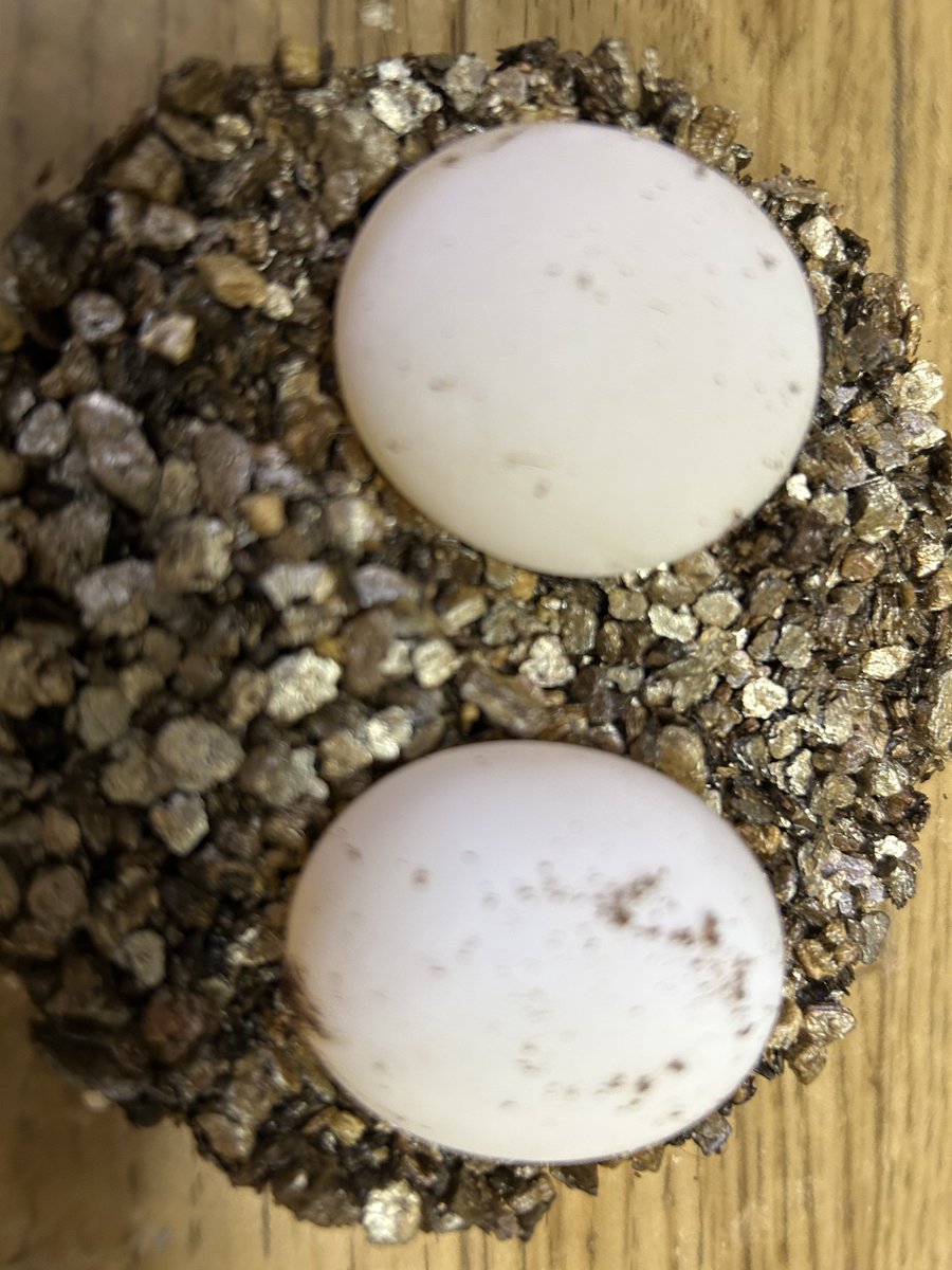 _NatureChannel's tweet photo. ホームセオレガメが卵を産みました！
うれしすぎる！ https://t.co/3HfOSgegcw
