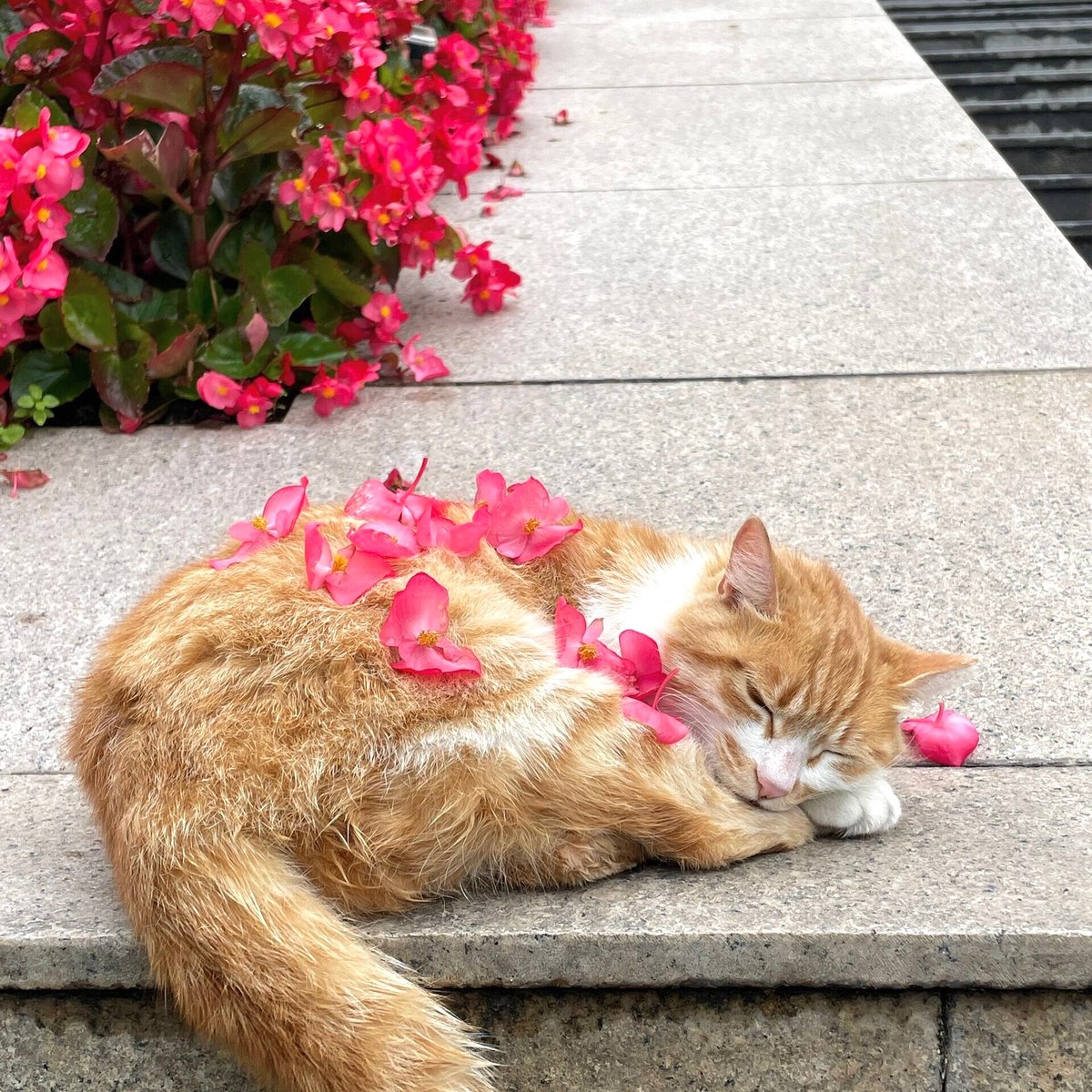 PunchingCat's tweet photo. https://t.co/CVN9j7LmaA