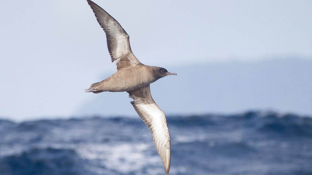 📣 Congratulations to University of Auckland PhD student Inka Pleiss, who’s researching the native seabird tītī and won a global “three-minute thesis” competition! Read more here buff.ly/4hwlKih