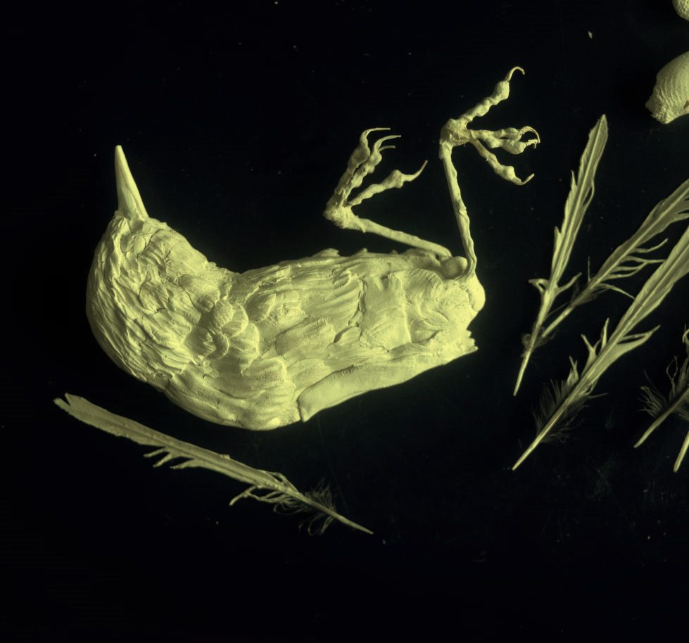 Making a little wren (deceased I'm afraid) Epoxy, wire and feathers. A small element of what is quite a large work-yet to make wings and tail...a strange way to spend my waking hours...? #sculpture #williamblake #augury #auguriesofinnocence #wren #art