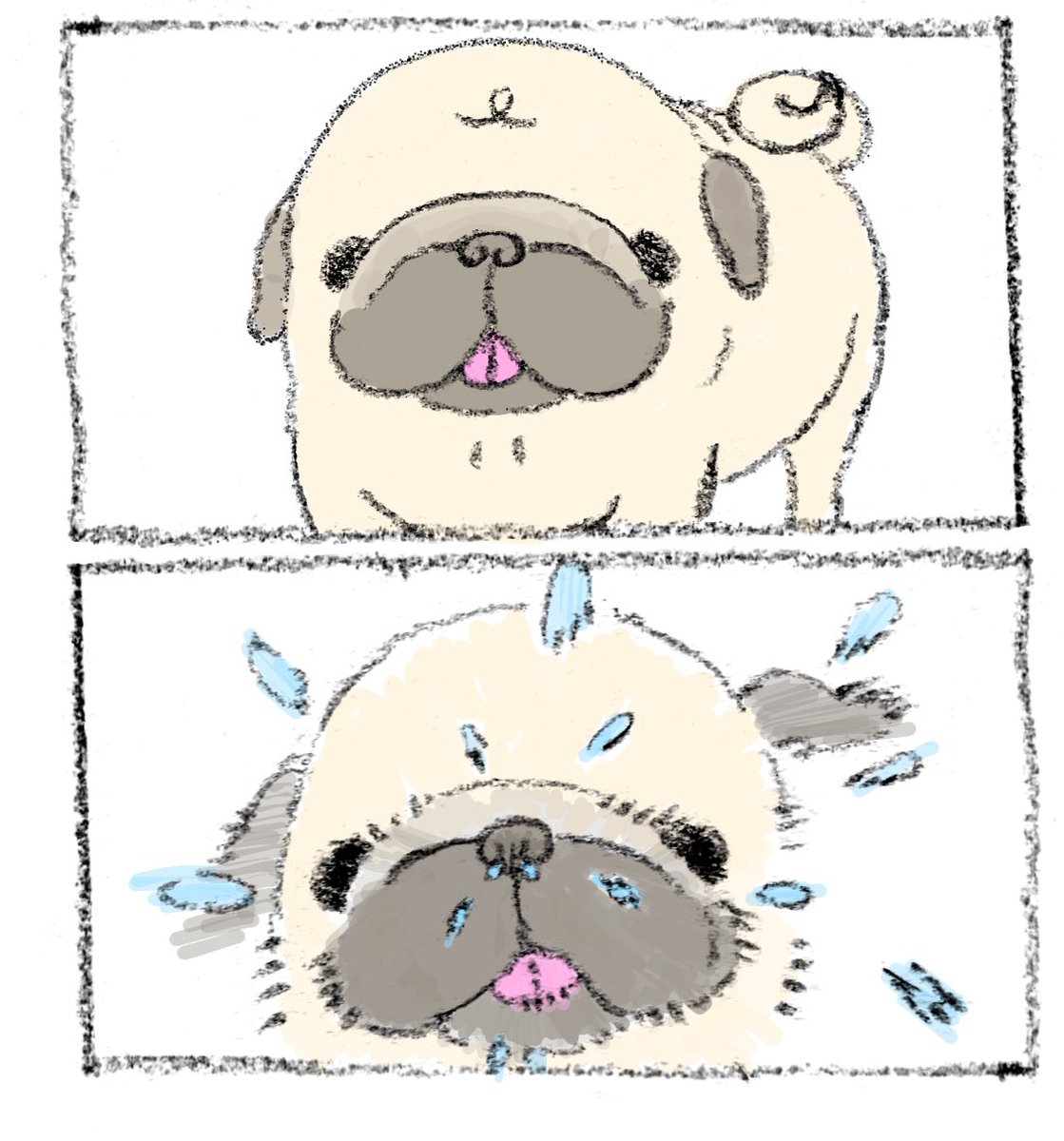 89no87chan's tweet photo. くしゃみ
#パグ　#ブシュッ　#パグのイラスト https://t.co/zMRFmY5lks