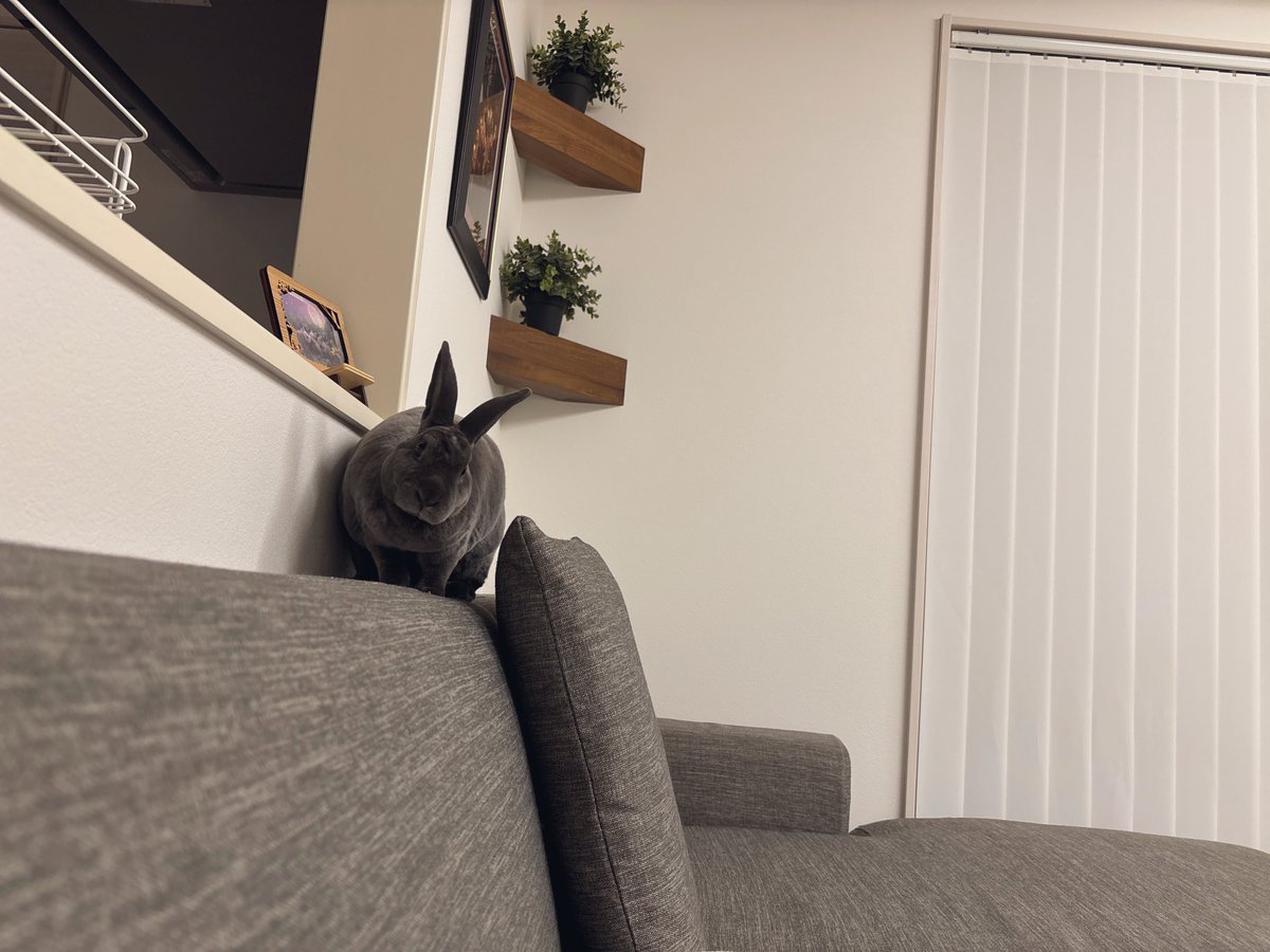 柴叉クロ tweet media