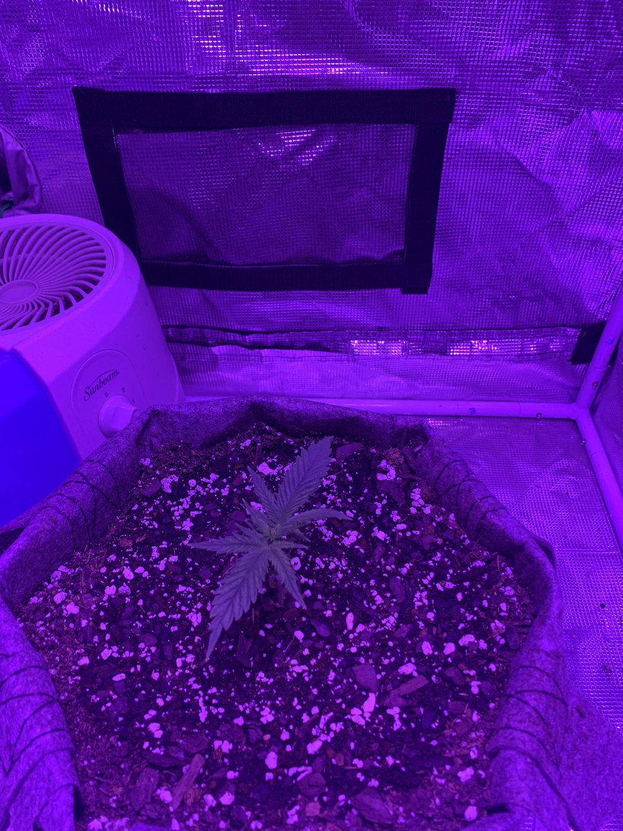 GrowsOhio's tweet photo. Good morning world! Everything is rolling along. The new autos will get a little drizzle of water today, when I drench the big autos this afternoon. Let’s grow baby!!!
.
#vivosun #organic #autoflower #photoperiod #foxfarm #buildasoil #gaiagreen #loyaltothesoil #cannafam https://t.co/pnmo1884Id