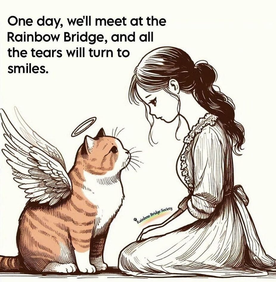 WeAssessCats's tweet photo. https://t.co/PebYDaHXa8