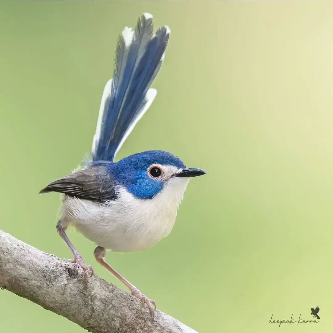 Moonlighhy's tweet photo. Lovely fairywren

@deepak_karra https://t.co/8RQIr0z6GP