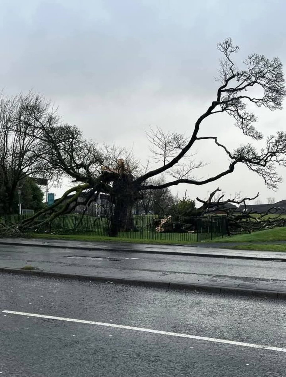 davidmcd0nald's tweet photo. The Darnley Sycamore. One of the most important trees in Scotland, linked directly to Mary Queen of Scots and Lord Darnley.

As the city celebrates its 850th anniversary, hopefully @glasgowcc can act quickly to save and care for this local historic totem. 🌳 

#StormÉowyn https://t.co/1n2KQrkbp0