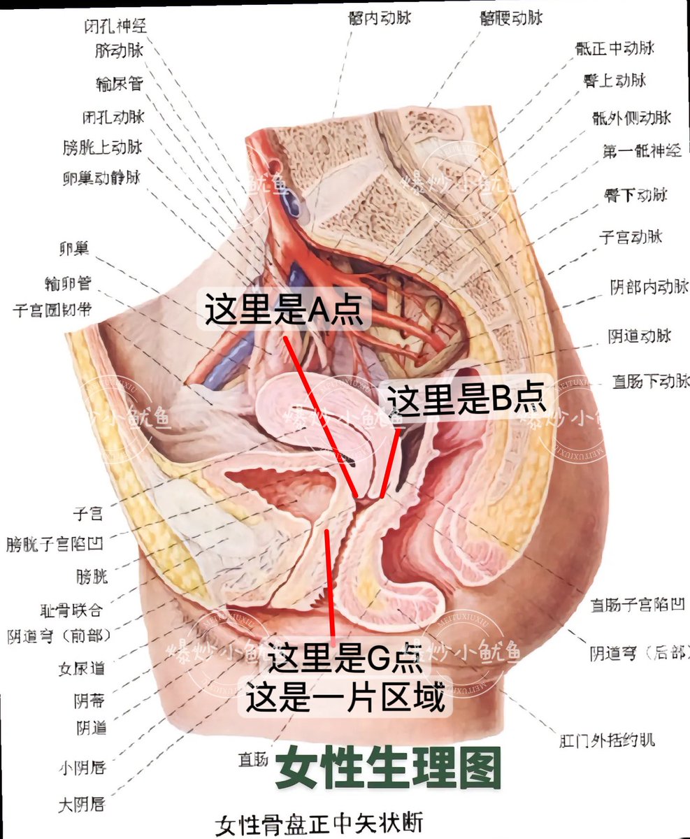 🌸科普第九季来咯~内窥镜讲解关于G点的问题🌸
👏🏻👏🏻👏🏻👏🏻
       ⭐由于最近私信很多宝宝都在问如何找到G点类似这样的问题，于是乎，这次第九季给大家讲明白！
       ⭐据我所知女性的阴道内有很多的敏感点，有A.B,U,G。这些点如果受到刺激后，产生的高潮统称为阴道高潮！而阴蒂高潮之前科普过咯~请自行学习。
       ⭐而女性阴道高潮是指在性交过程中，由于这些点位受到刺激，导致女性产生强烈的愉悦感和舒适感。这种感觉通常是由阴道内的感受器受到刺激后，通过神经传递到大脑而产生的。
       ⭐女性阴道高潮是一种自然的生理反应，不同的女性对于阴道高潮的体验和感受可能有所不同。一些女性可能需要较长时间的刺激和摩擦才能达到高潮，而另一些女性可能会在短时间内迅速达到高潮。此外，女性阴道高潮的强度和持续时间也可能因个体差异而有所不同。
      ⭐需要注意的是，女性阴道高潮并不是每个人都能体验到的，而且也不是每次性交都能达到的。此外，性高潮并不是性生活的唯一目的，性生活的质量和满意度还取决于许多其他因素，如情感交流、性伴侣的配合。
      🌸所以宝宝们真的不用强求哦~
Ps视频中我标记了几个点位，请大家自行学习。图片为网图。不是我画的！！！
Ps2这也算是一期内窥镜吧？嘻嘻✌︎˶╹ꇴ╹˶✌︎

@DaFoer_
@Daguidiyi
@Fojiangnice
@Xiaoxiaofoer