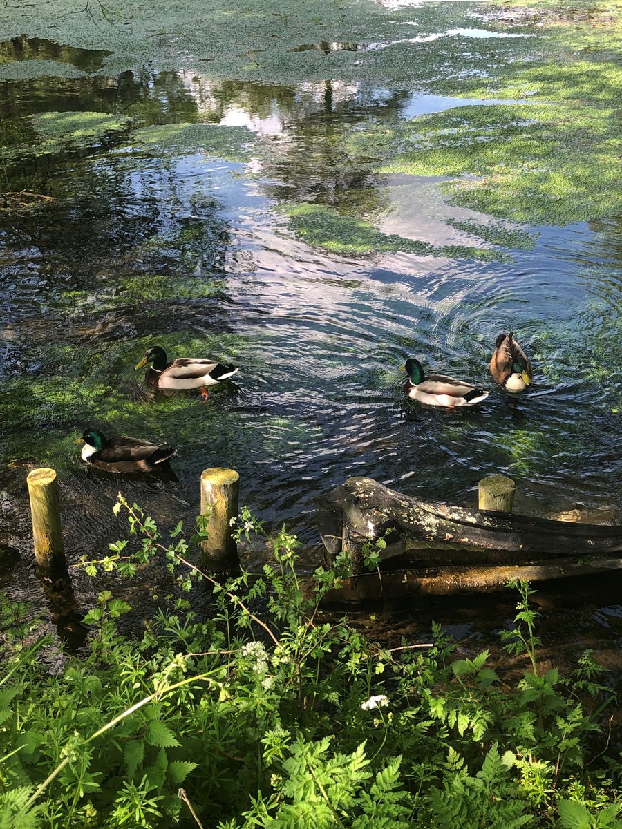 Cogglesford Watermill tweet media