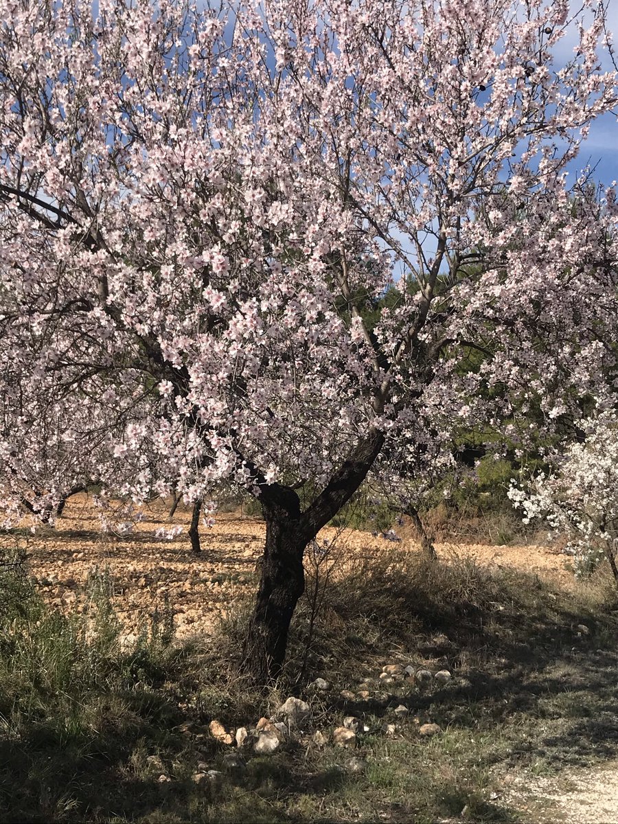 Pliego está en la zona central  de la R.Murcia. Todo el municipio está rodeado por el  de Mula. Muchos de sus olivos,almendros y frutales,cultivados con mucho sacrificio por plegueros, son término de Mula. Recordadlo cuando veáis  los almendros en flor❤️