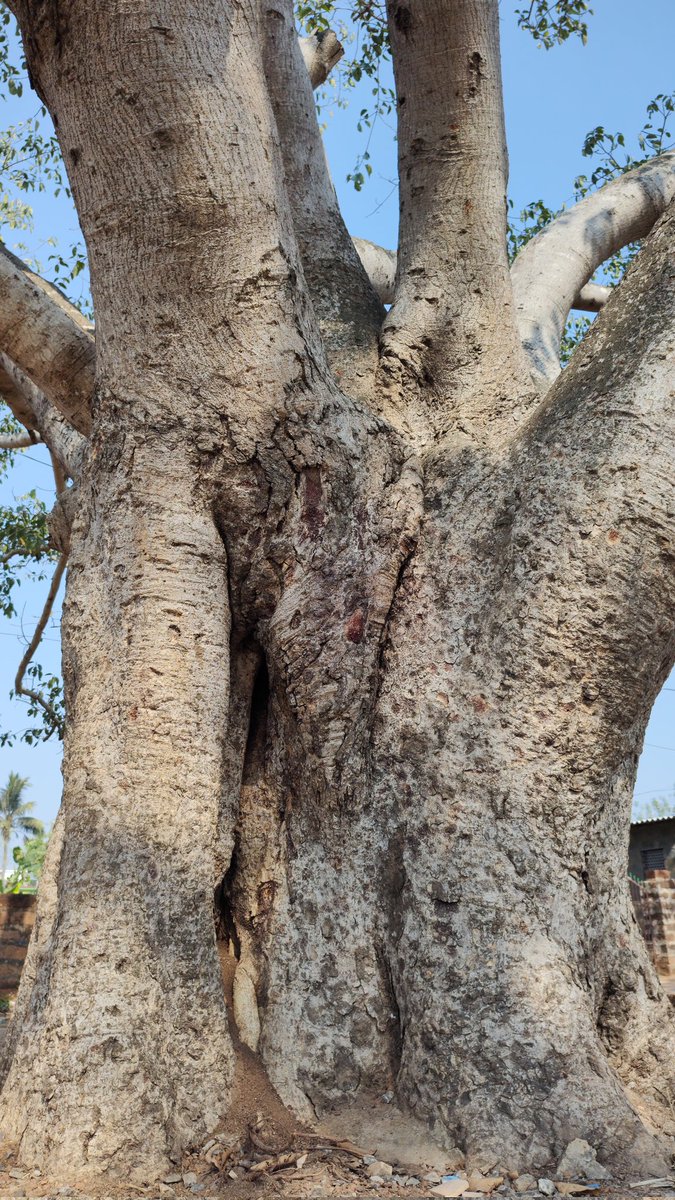 infotainmentod's tweet photo. #TreeTime 🌿🌳🌿 https://t.co/vt7pFDhq09