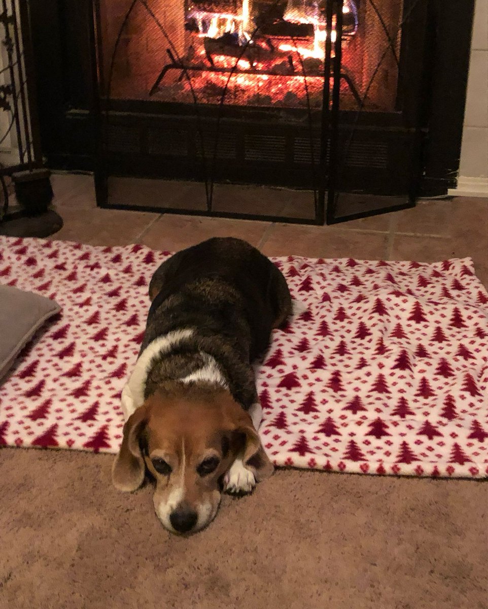 Beagle Facts tweet media