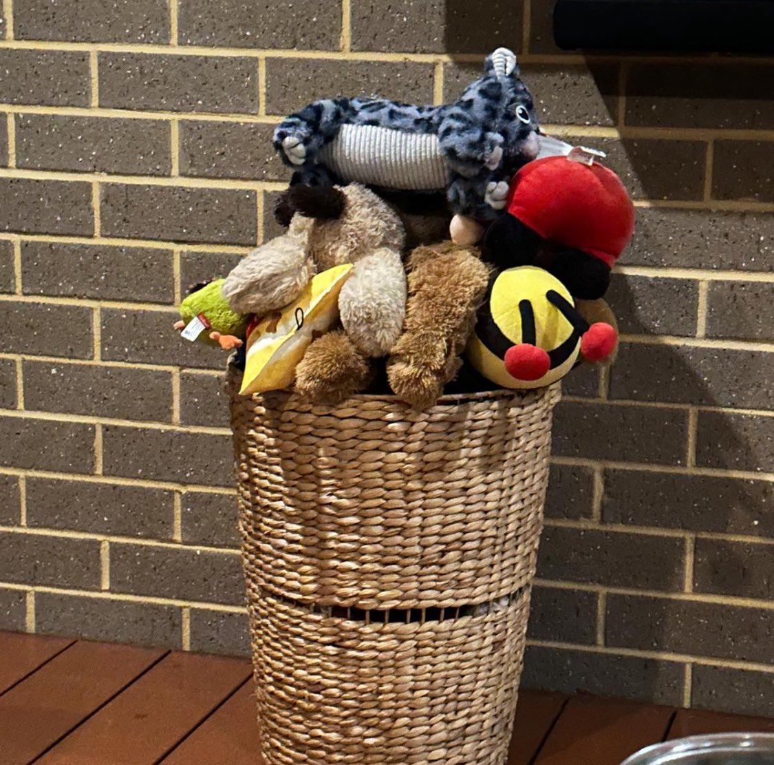AndyPick73's tweet image. Bertie losing the battle in the dog’s toy basket. @BurnleyOfficial