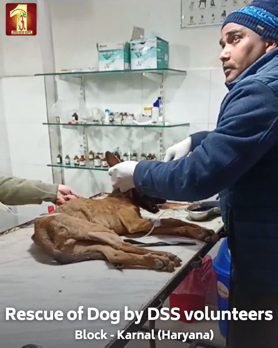 DSSNewsUpdates's tweet photo. Kindness is a bridge that connects us all! 
A Dera Sacha Sauda volunteer from Karnal (Haryana) displayed incredible compassion by rescuing an injured dog after an accident. Following the teachings of Saint Dr. MSG Insan, the volunteer rushed the dog to the hospital and ensured it received the necessary medical treatment, ultimately saving its life. 🐾 This act of kindness reflects our responsibility to care for all living beings.

#AnimalRescue #AnimalLove #Kindness