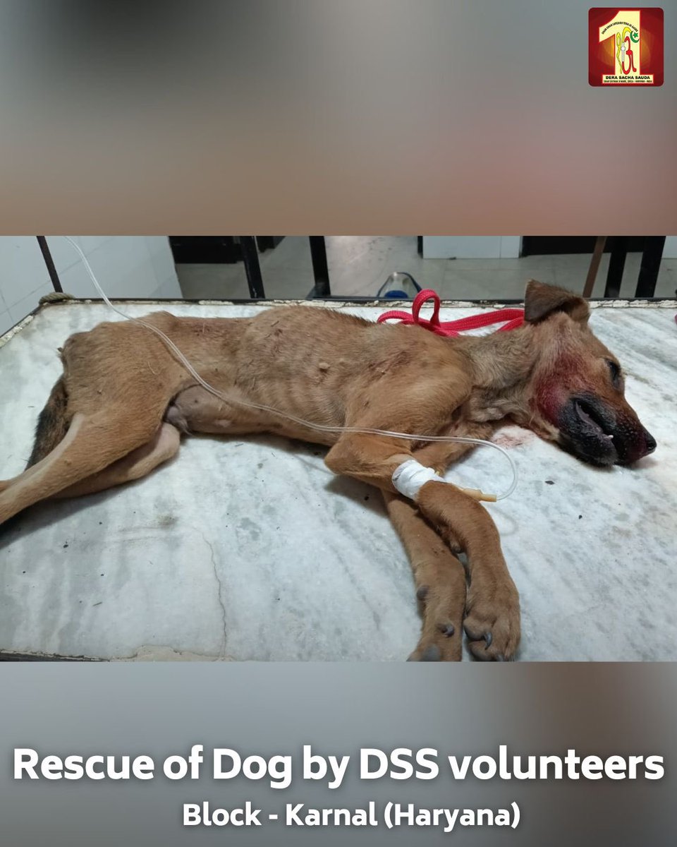 DSSNewsUpdates's tweet photo. Kindness is a bridge that connects us all! 
A Dera Sacha Sauda volunteer from Karnal (Haryana) displayed incredible compassion by rescuing an injured dog after an accident. Following the teachings of Saint Dr. MSG Insan, the volunteer rushed the dog to the hospital and ensured it received the necessary medical treatment, ultimately saving its life. 🐾 This act of kindness reflects our responsibility to care for all living beings.

#AnimalRescue #AnimalLove #Kindness