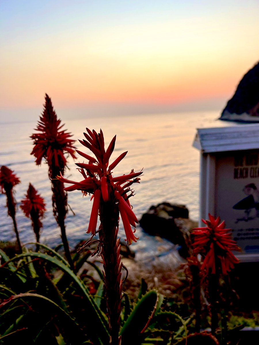 youpercussion's tweet image. 海に沈む夕陽が綺麗でした。
穏やかな海に癒されます。
今年のサーファーズ出演も決定しています！
情報解禁お楽しみに。

#surfers #逗子　#夕陽　#海