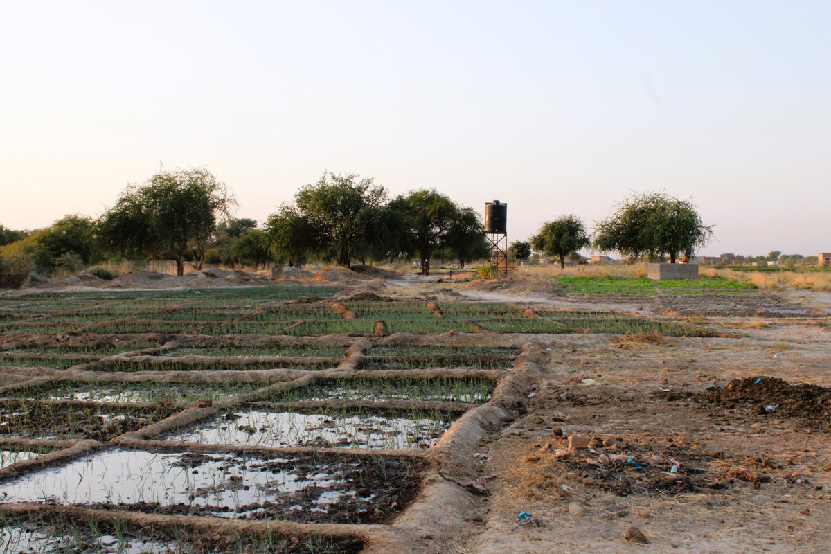 agmvtchad's tweet photo. 🌿 Visite du FACI de Gaoui
L'ANGMV et son DG, M. Kodou Choukou Tidjani, ont visité ce projet financé par le @WFP  @WFP_Chad .
5 ha pour 150 bénéficiaires (principalement des femmes).
Objectif : Sécurité alimentaire, autonomisation et restauration des terres 🌱
#greatgreenwall https://t.co/zK2sHGDH4C